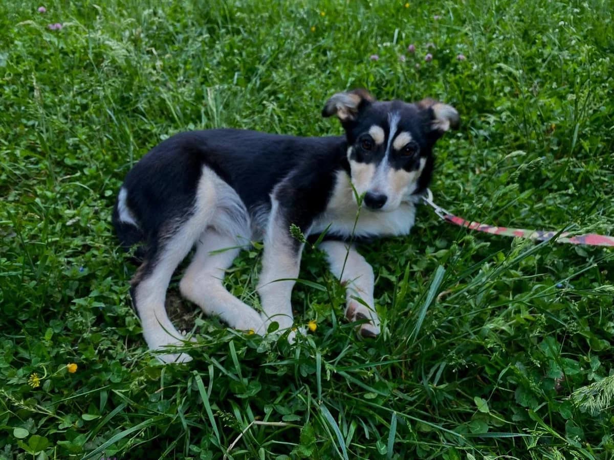 Edhora, female puppy Mixed Breed for adoption at Ein Herz für Streuner e.V., München