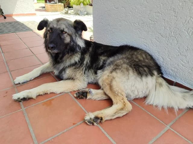 Edison, male senior Mixed Breed for adoption at Ein Herz für Streuner e.V., München