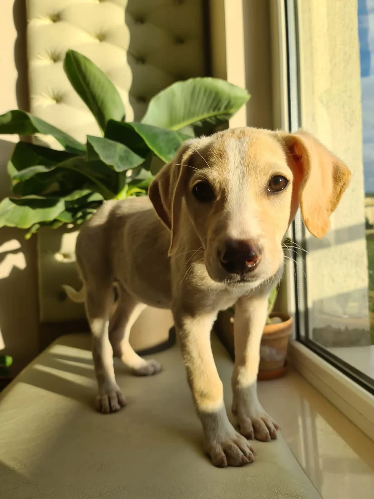 Edwina, female young Mixed Breed for adoption at Ein Herz für Streuner e.V., München
