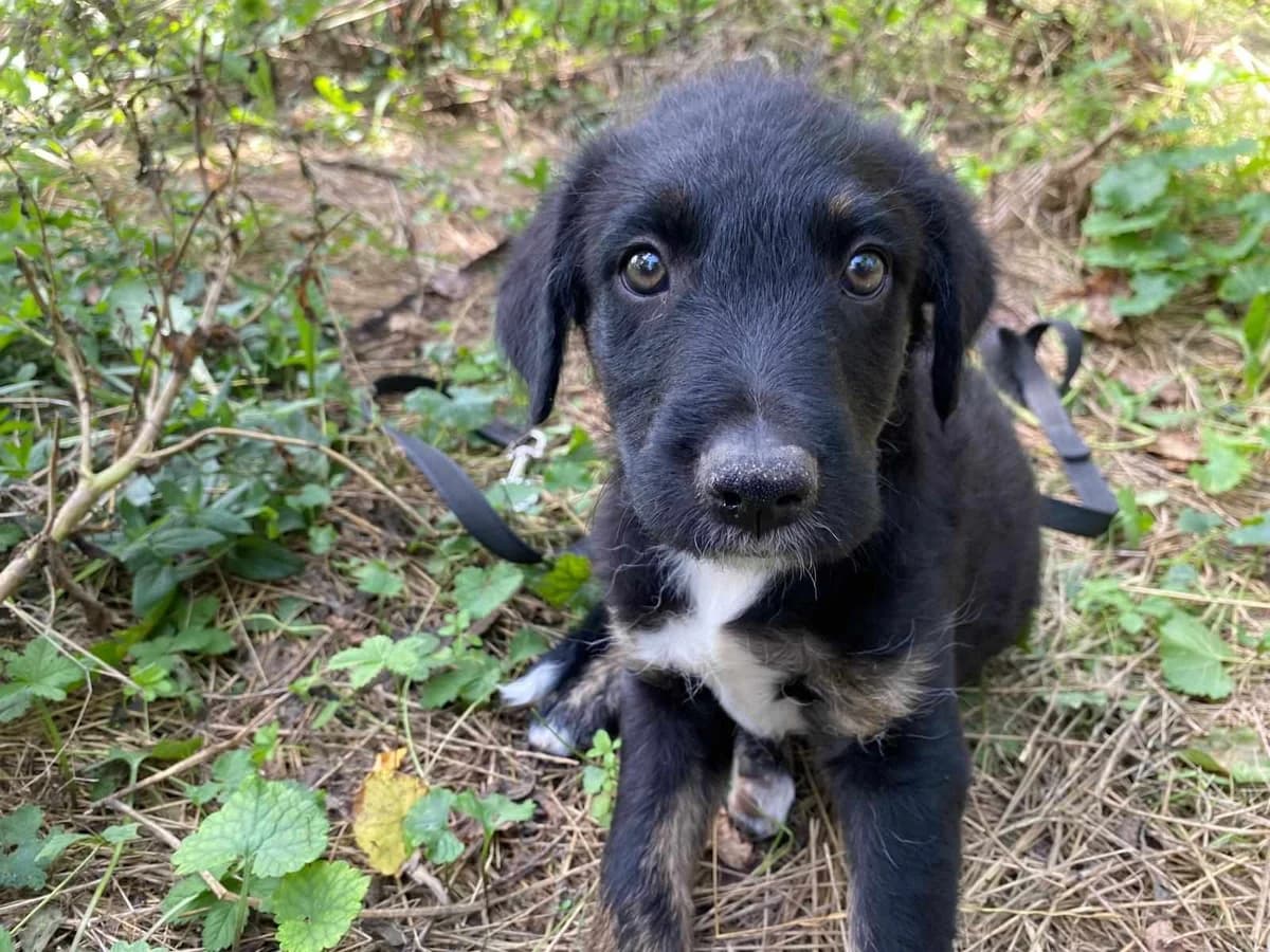 Efendi, gefleckt male puppy Mixed Breed for adoption at Ein Herz für Streuner e.V., München