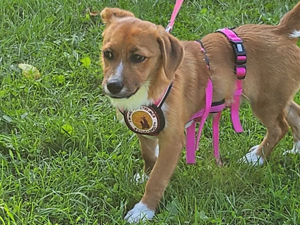 Effie, female puppy Mixed Breed for adoption at Ein Herz für Streuner e.V., München