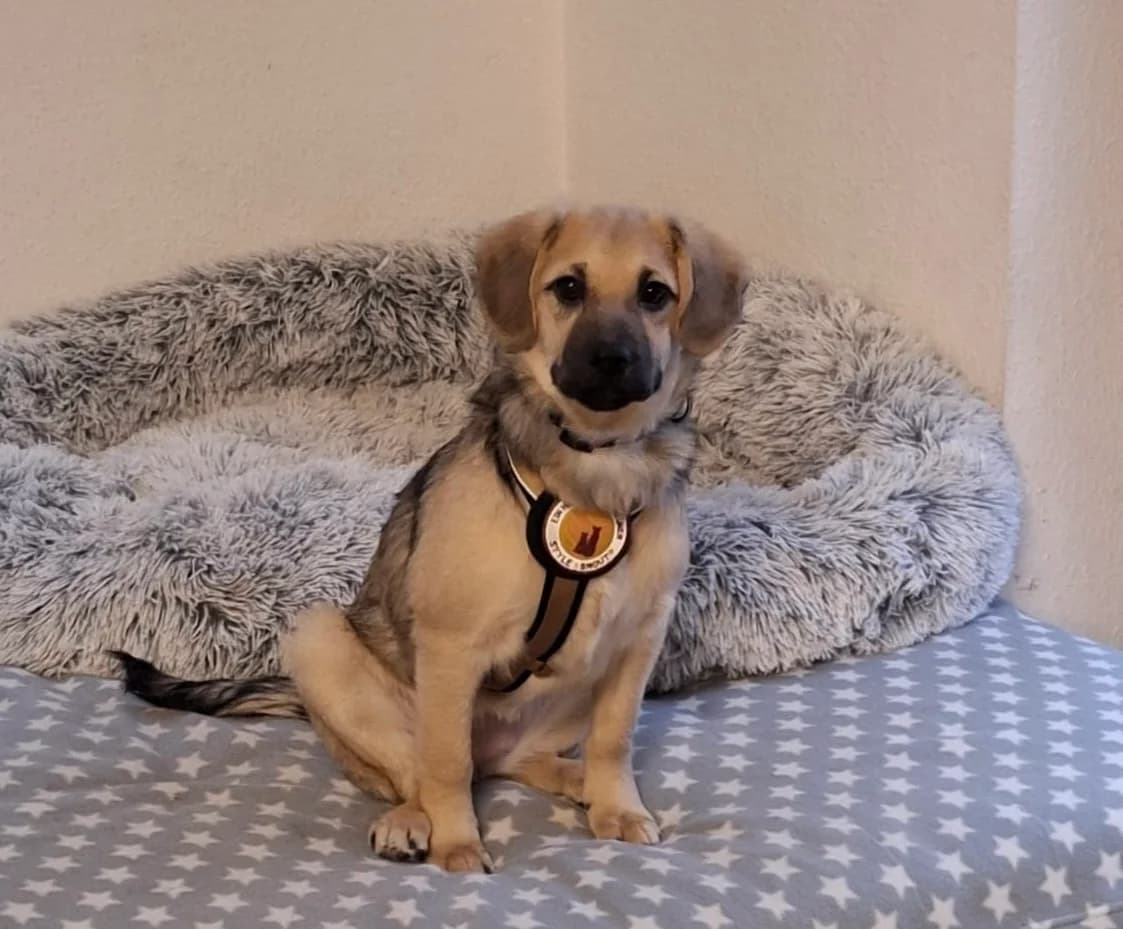 Efi, female puppy Mixed Breed for adoption at Ein Herz für Streuner e.V., München