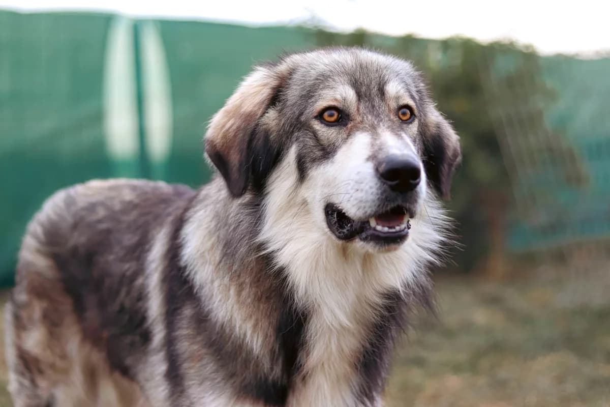 Egino, grau male 5yo Mixed Breed for adoption at Ein Herz für Streuner e.V., München