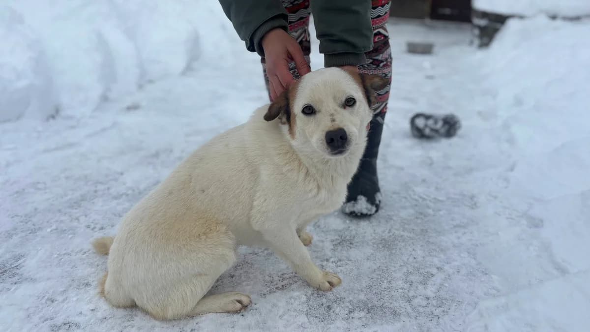 Eik, schoko male 5yo Mixed Breed for adoption at Ein Herz für Streuner e.V., München