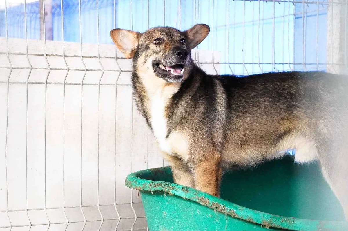 Eikko, braun male 4yo Mixed Breed for adoption at Ein Herz für Streuner e.V., München