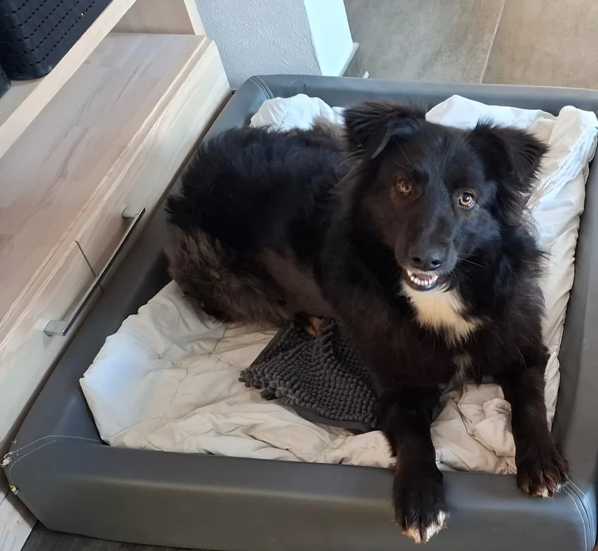 Eila, schwarz female 4yo Mixed Breed for adoption at Ein Herz für Streuner e.V., München