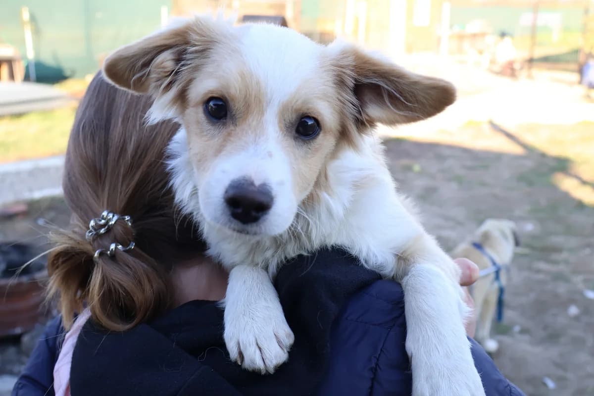 Eilo, weiß female puppy Mixed Breed for adoption at Ein Herz für Streuner e.V., München