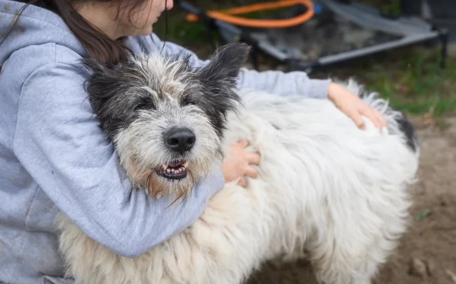Einstein, male 6yo Mixed Breed for adoption at Ein Herz für Streuner e.V., München