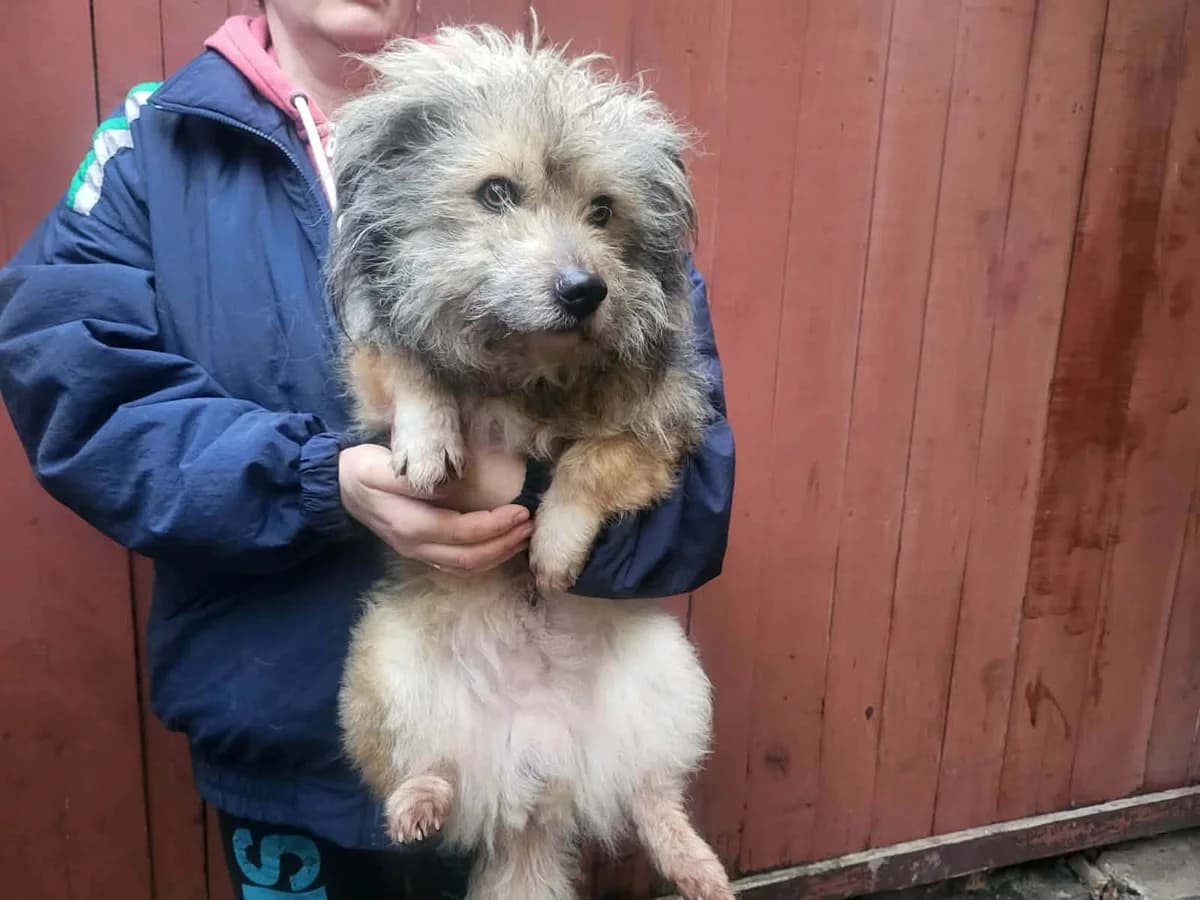 Einstein, male young Mixed Breed for adoption at Ein Herz für Streuner e.V., München