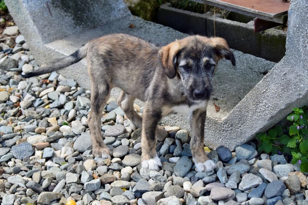 Einstein, weiß male puppy Mixed Breed for adoption at Ein Herz für Streuner e.V., München