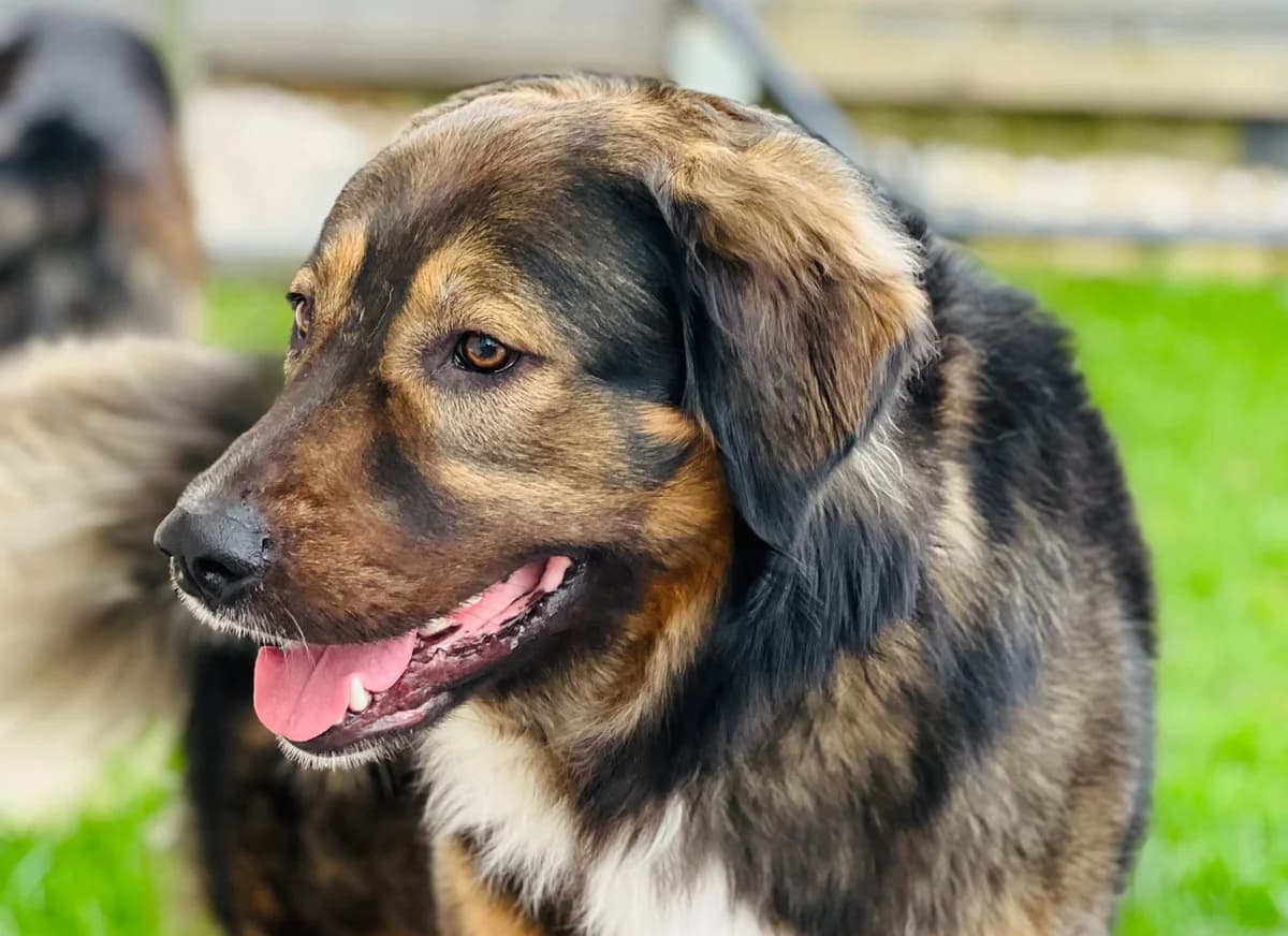 EINSTEIN, jetzt CHARLIE, male 4yo Mixed Breed for adoption at Ein Herz für Streuner e.V., München