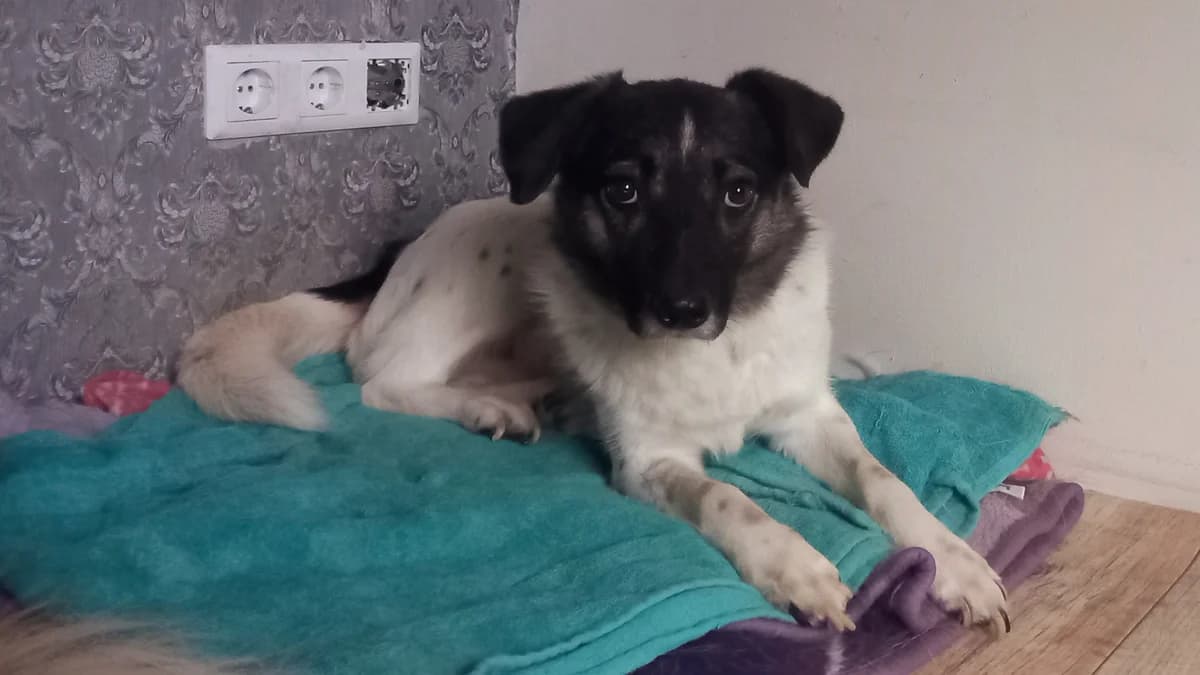 Einstein, male 4yo Mixed Breed for adoption at Ein Herz für Streuner e.V., München