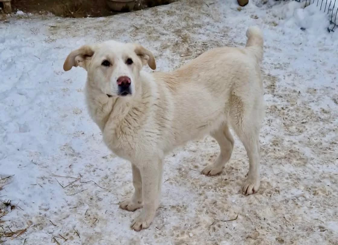 EisbÄR, male puppy Mixed Breed for adoption at Ein Herz für Streuner e.V., München