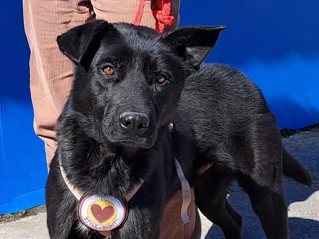 El Cid, male 5yo Mixed Breed for adoption at Ein Herz für Streuner e.V., München