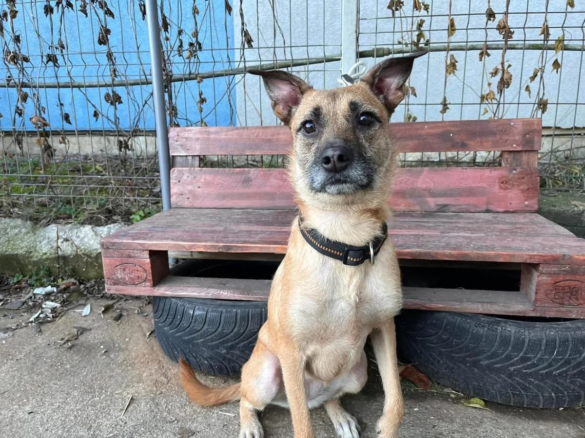 Ela, female young Mixed Breed for adoption at Ein Herz für Streuner e.V., München