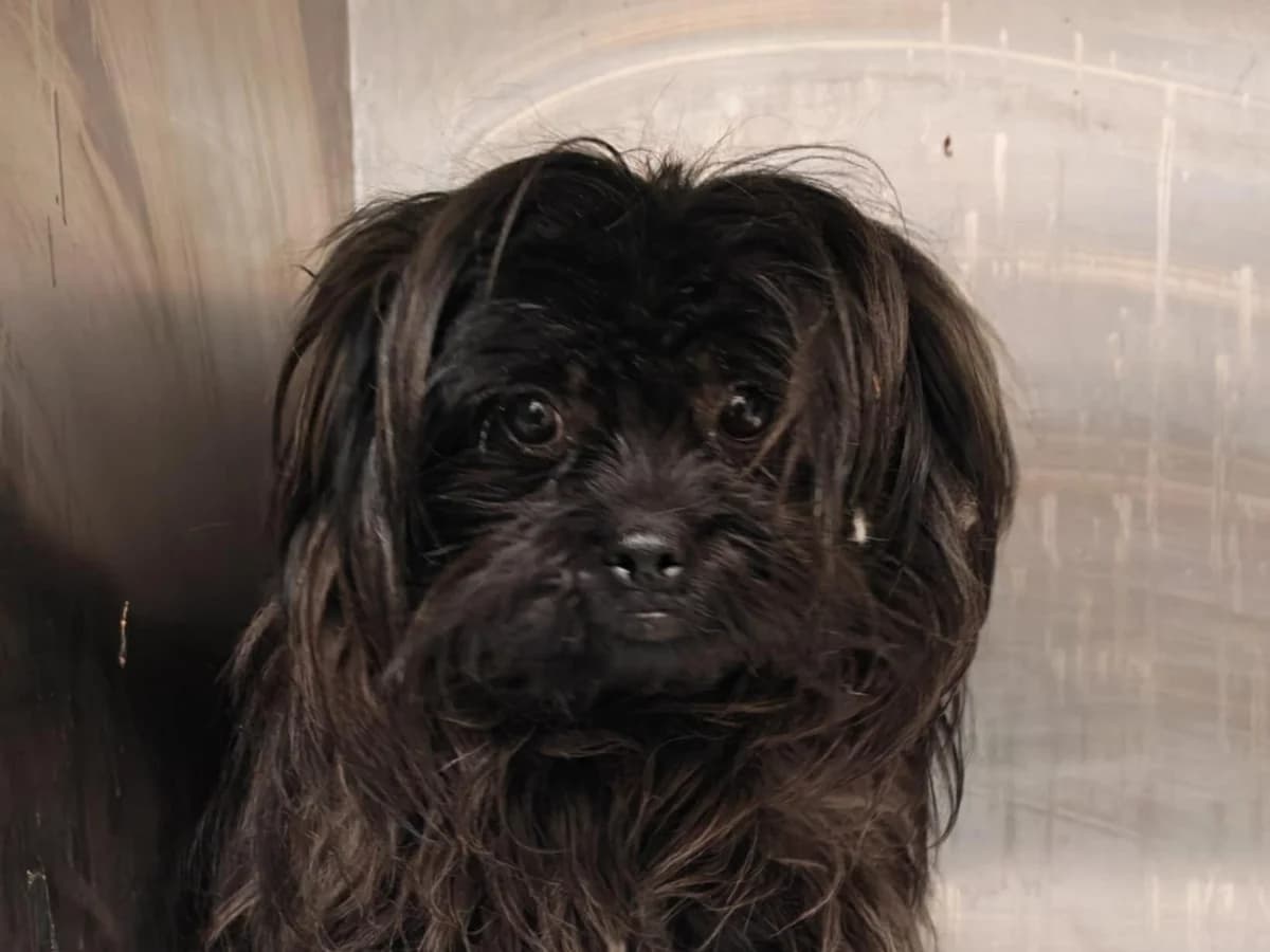 Elan, male Mixed Breed for adoption at Ein Herz für Streuner e.V.