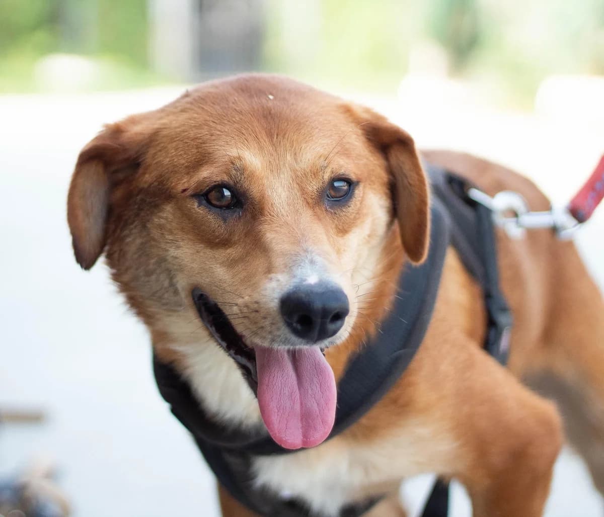 Elana, female young Mixed Breed for adoption at Ein Herz für Streuner e.V., München