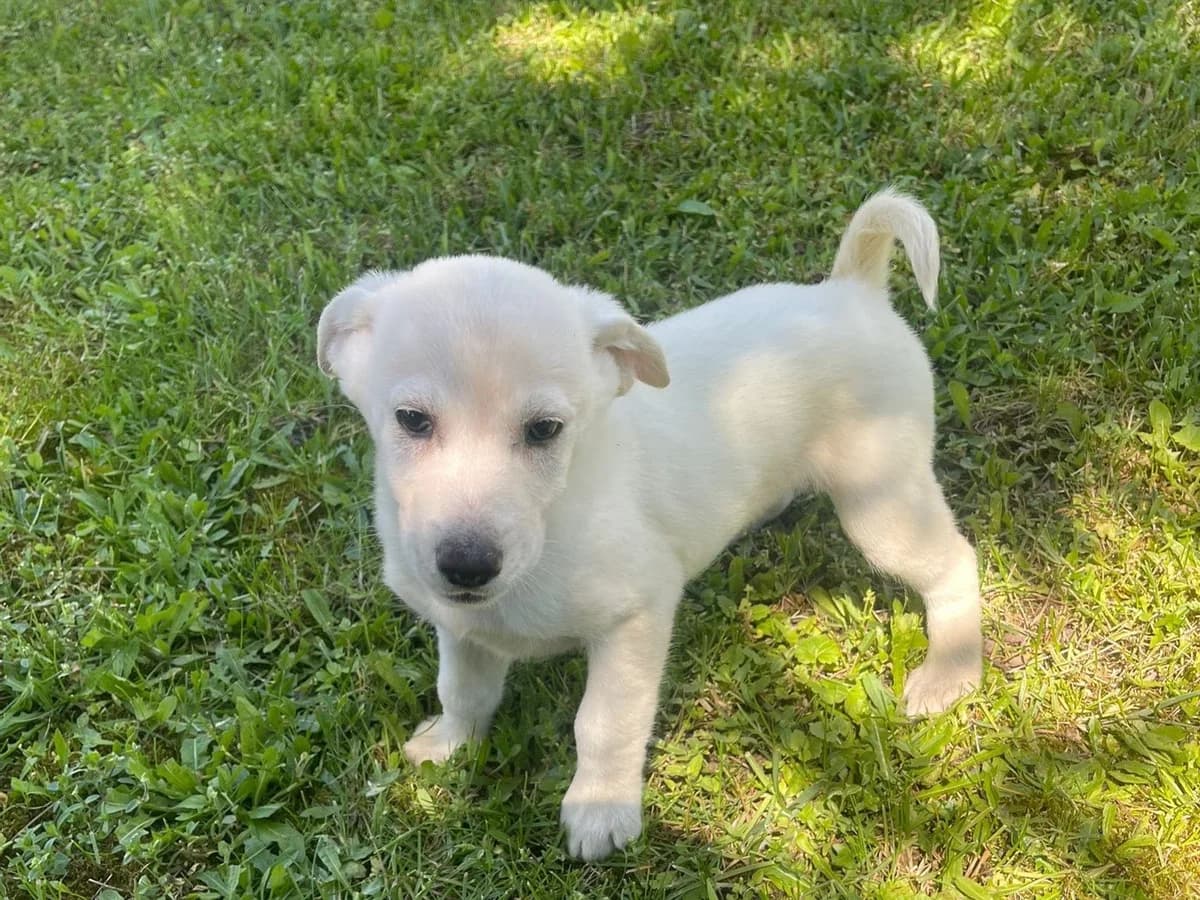 Elany, male puppy Mixed Breed for adoption at Ein Herz für Streuner e.V., München