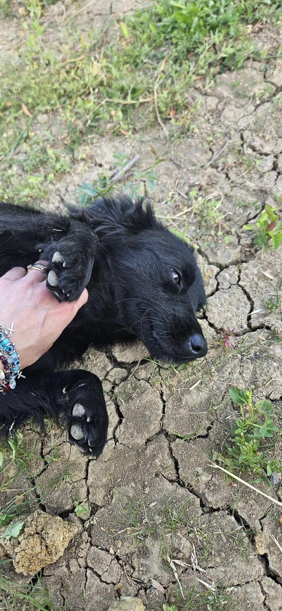 Elara, female young Mixed Breed for adoption at Ein Herz für Streuner e.V., München