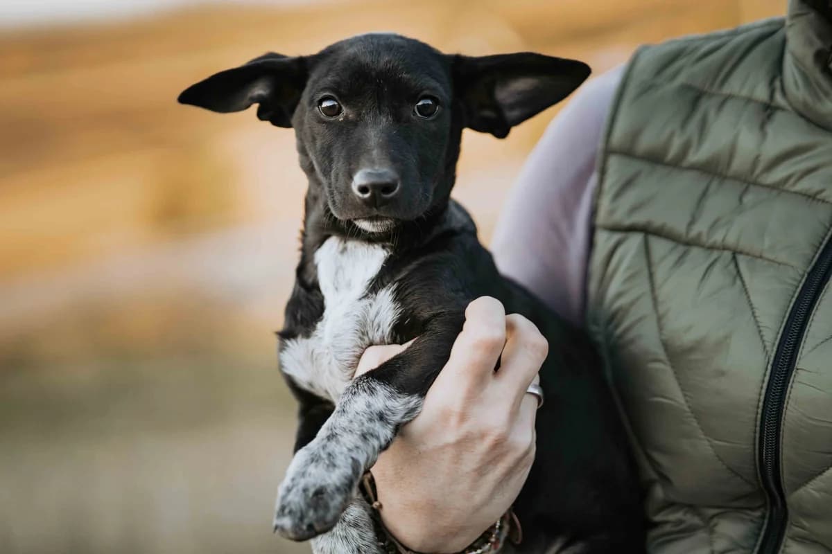 Elara, female puppy Mixed Breed for adoption at Ein Herz für Streuner e.V., München