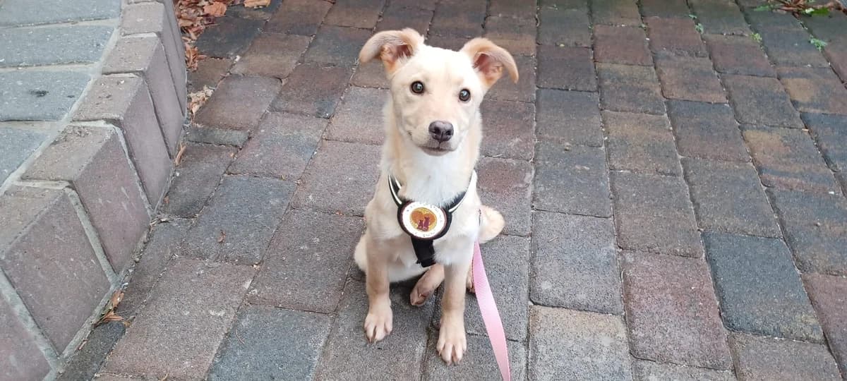 Elea, female puppy Mixed Breed for adoption at Ein Herz für Streuner e.V., München