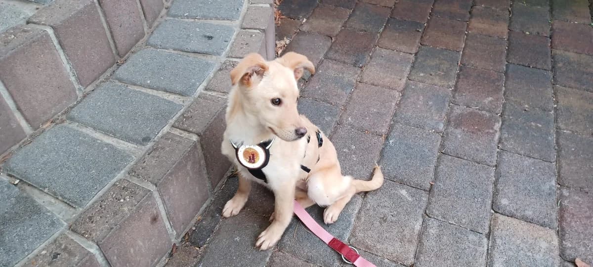 Elea, female puppy Mixed Breed for adoption at Ein Herz für Streuner e.V., München