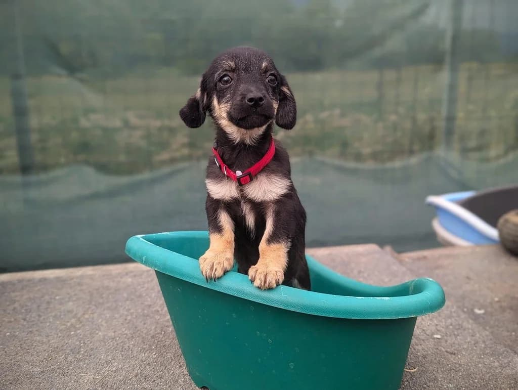 Elektra, female puppy Mixed Breed for adoption at Ein Herz für Streuner e.V., München