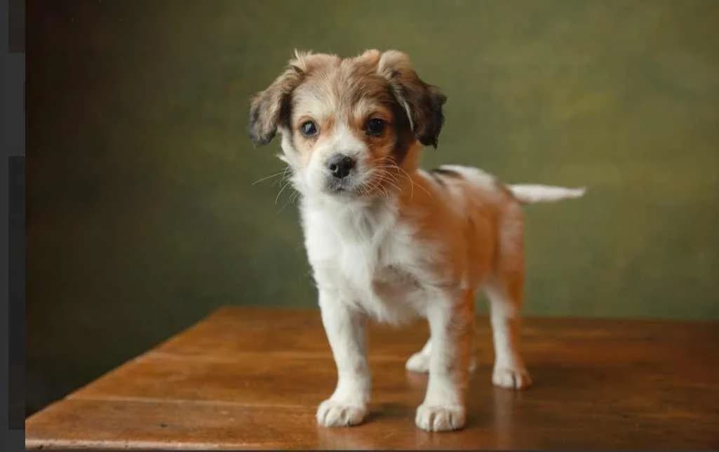 Elena, puppy Mixed Breed for adoption at Ein Herz für Streuner e.V., München