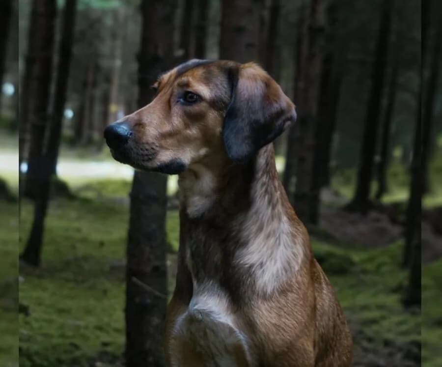 Elenor, female 5yo Mixed Breed for adoption at Ein Herz für Streuner e.V., München
