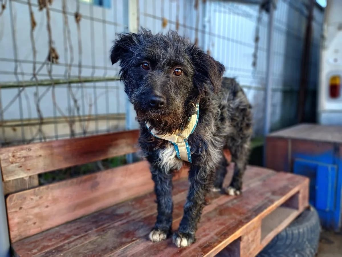 Eleonore, weiß female 3yo Mixed Breed for adoption at Ein Herz für Streuner e.V., München