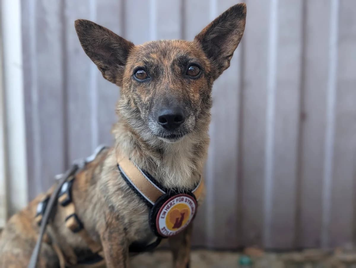 Eleyna, female 4yo Mixed Breed for adoption at Ein Herz für Streuner e.V., München