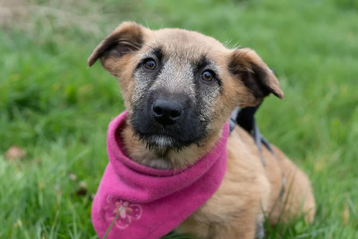 Elfa, female puppy Mixed Breed for adoption at Ein Herz für Streuner e.V., München
