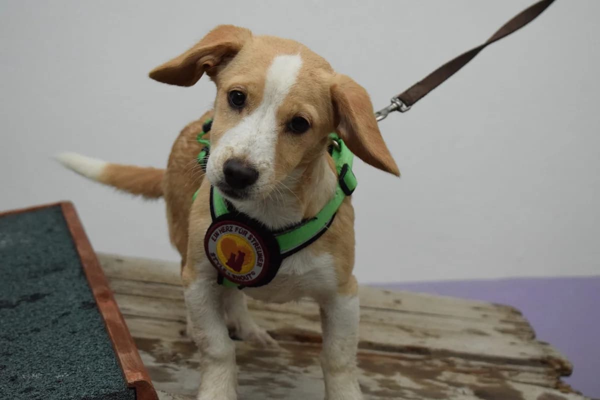 Elfi, female puppy Mixed Breed for adoption at Ein Herz für Streuner e.V., München