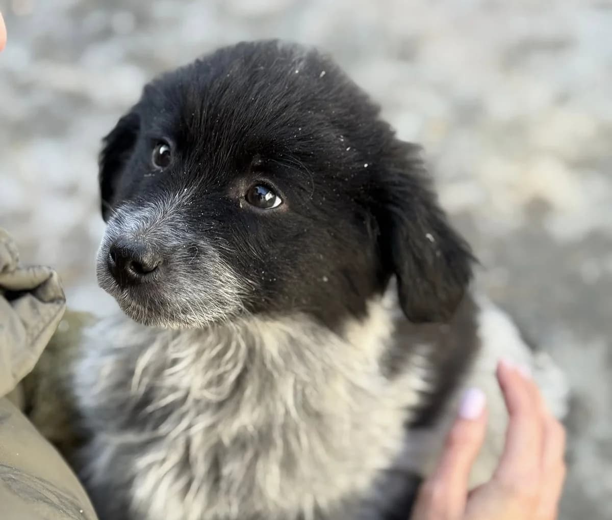 Elfi, female puppy Mixed Breed for adoption at Ein Herz für Streuner e.V., München