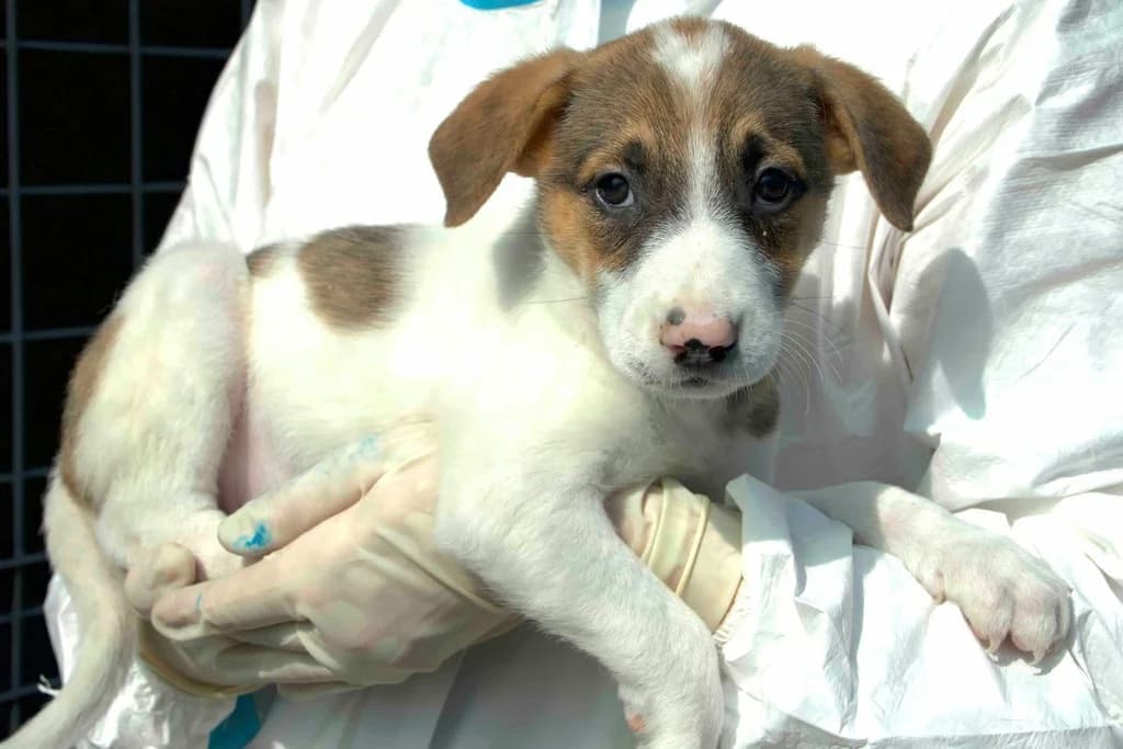 Elfi, weiß female puppy Mixed Breed for adoption at Ein Herz für Streuner e.V., München