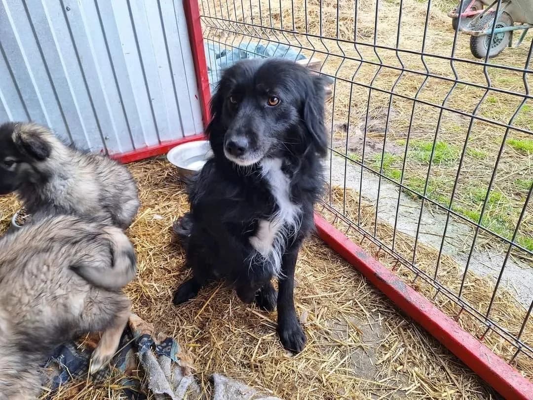 Elfie, female young Mixed Breed for adoption at Ein Herz für Streuner e.V., München