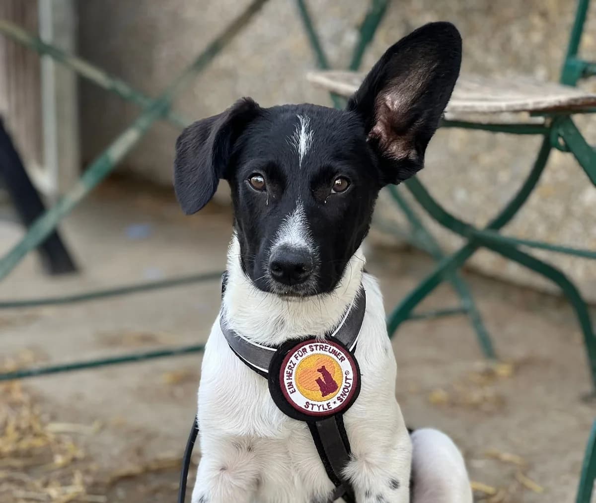 Elias, male puppy Mixed Breed for adoption at Ein Herz für Streuner e.V., München