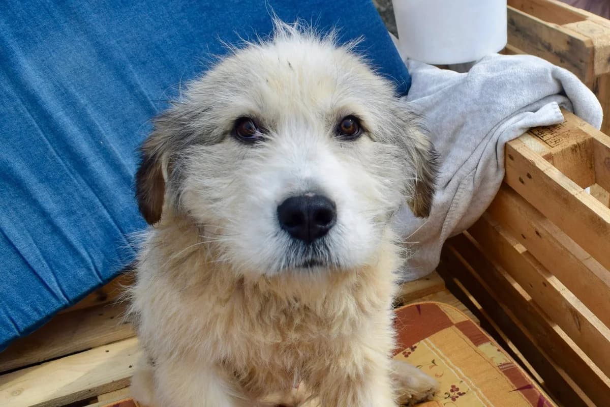 Elijah, male puppy Mixed Breed for adoption at Ein Herz für Streuner e.V., München