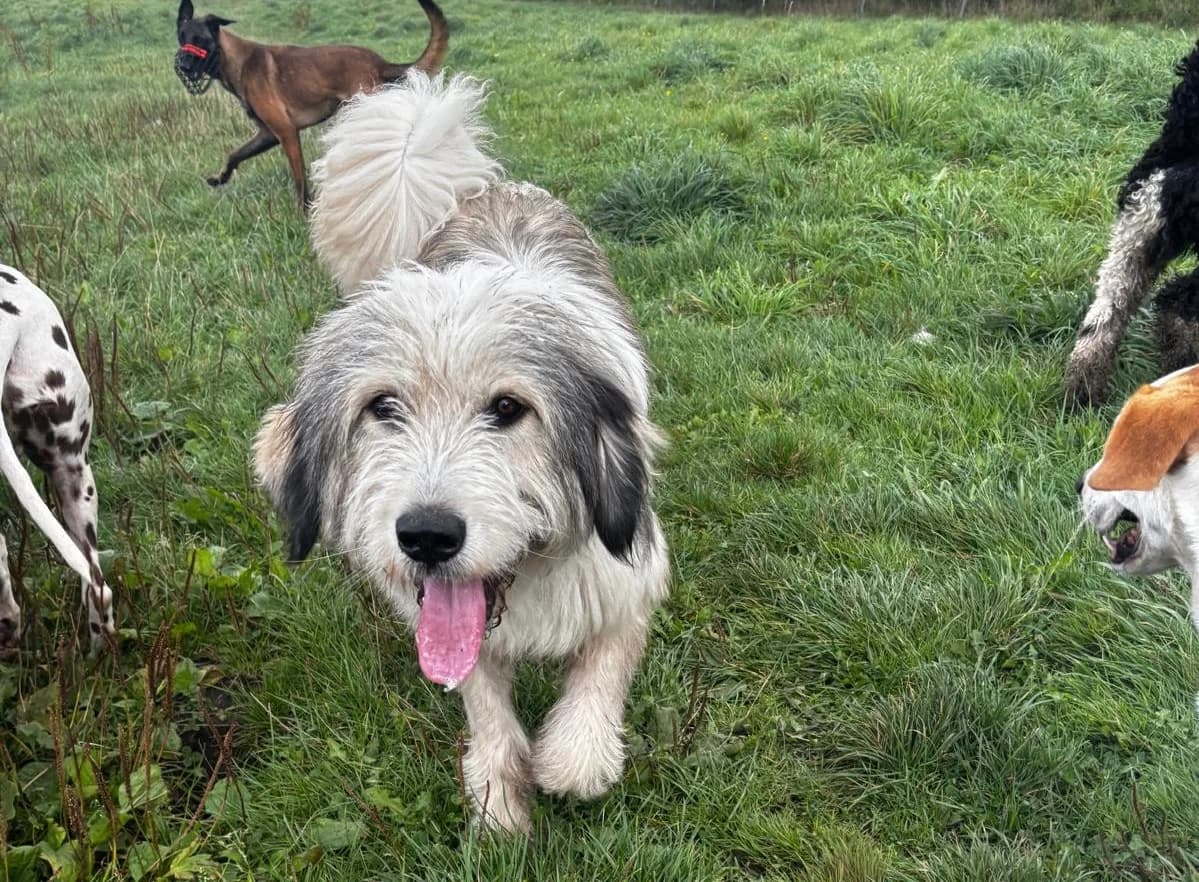 Elijah, male young Mixed Breed for adoption at Ein Herz für Streuner e.V., München