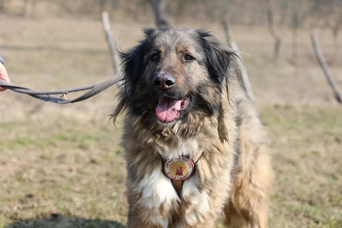 Elin, female 5yo Mixed Breed for adoption at Ein Herz für Streuner e.V., München
