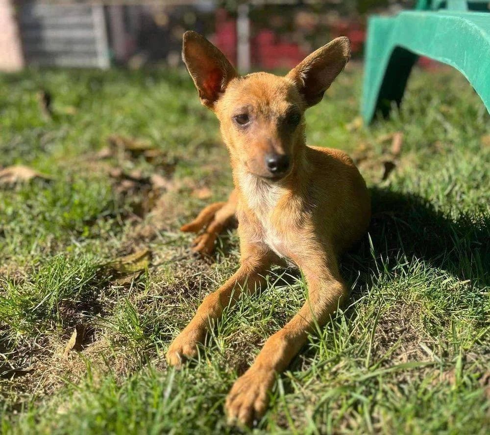 Elina, puppy Mixed Breed for adoption at Ein Herz für Streuner e.V., München