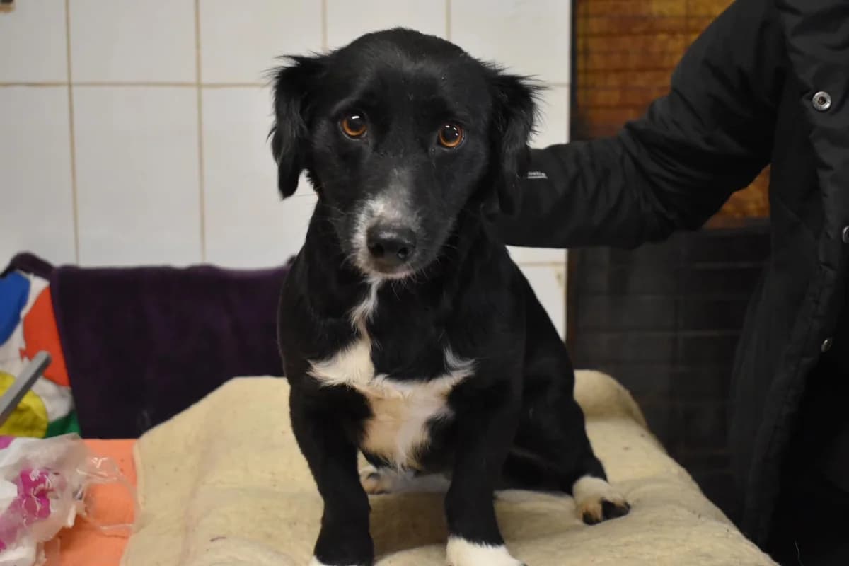 Elinor, weiß female 3yo Mixed Breed for adoption at Ein Herz für Streuner e.V., München