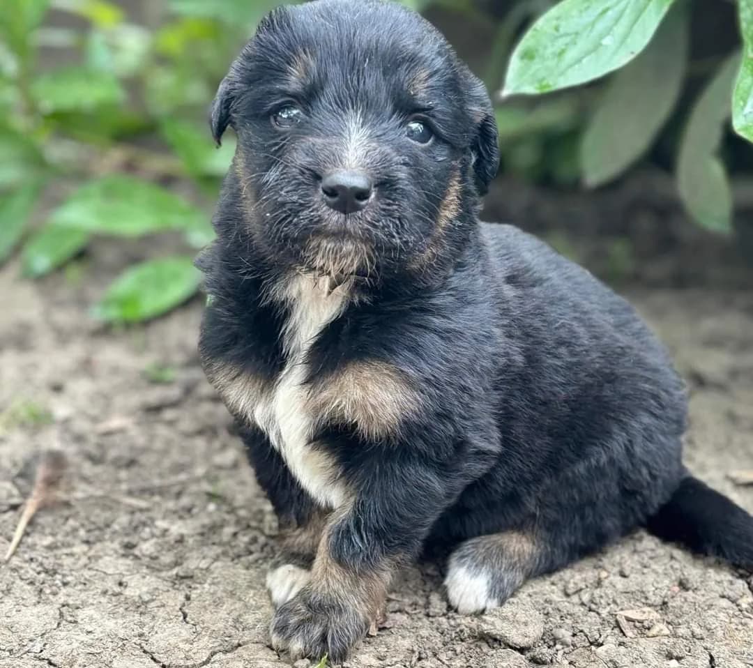 Elio, male puppy Mixed Breed for adoption at Ein Herz für Streuner e.V., München