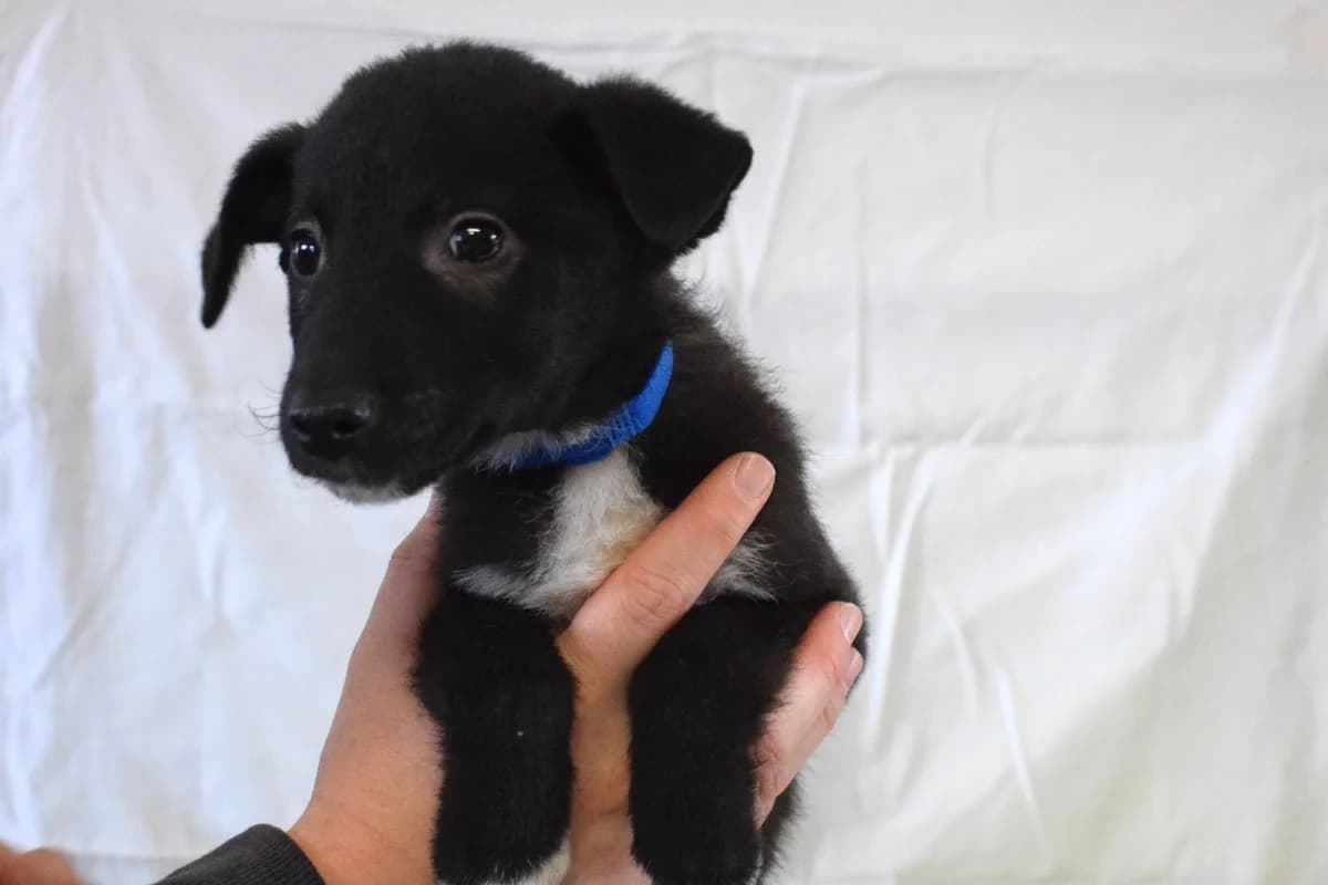 Elio, schwarz male puppy Mixed Breed for adoption at Ein Herz für Streuner e.V., München