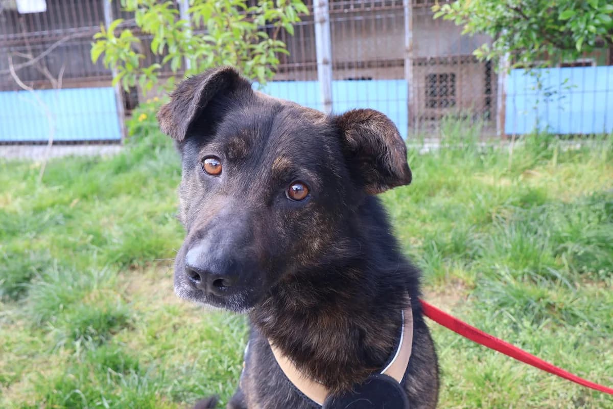 Elio, male 3yo Mixed Breed for adoption at Ein Herz für Streuner e.V., München