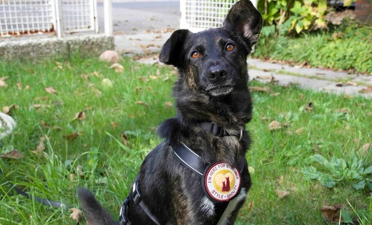 Elio, male 3yo Mixed Breed for adoption at Ein Herz für Streuner e.V., München