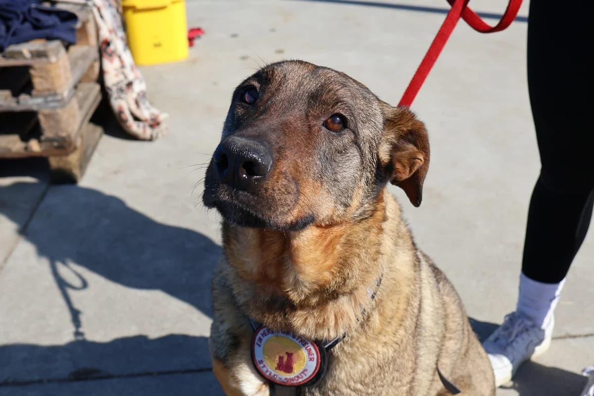 Elisa, female 5yo Mixed Breed for adoption at Ein Herz für Streuner e.V., München