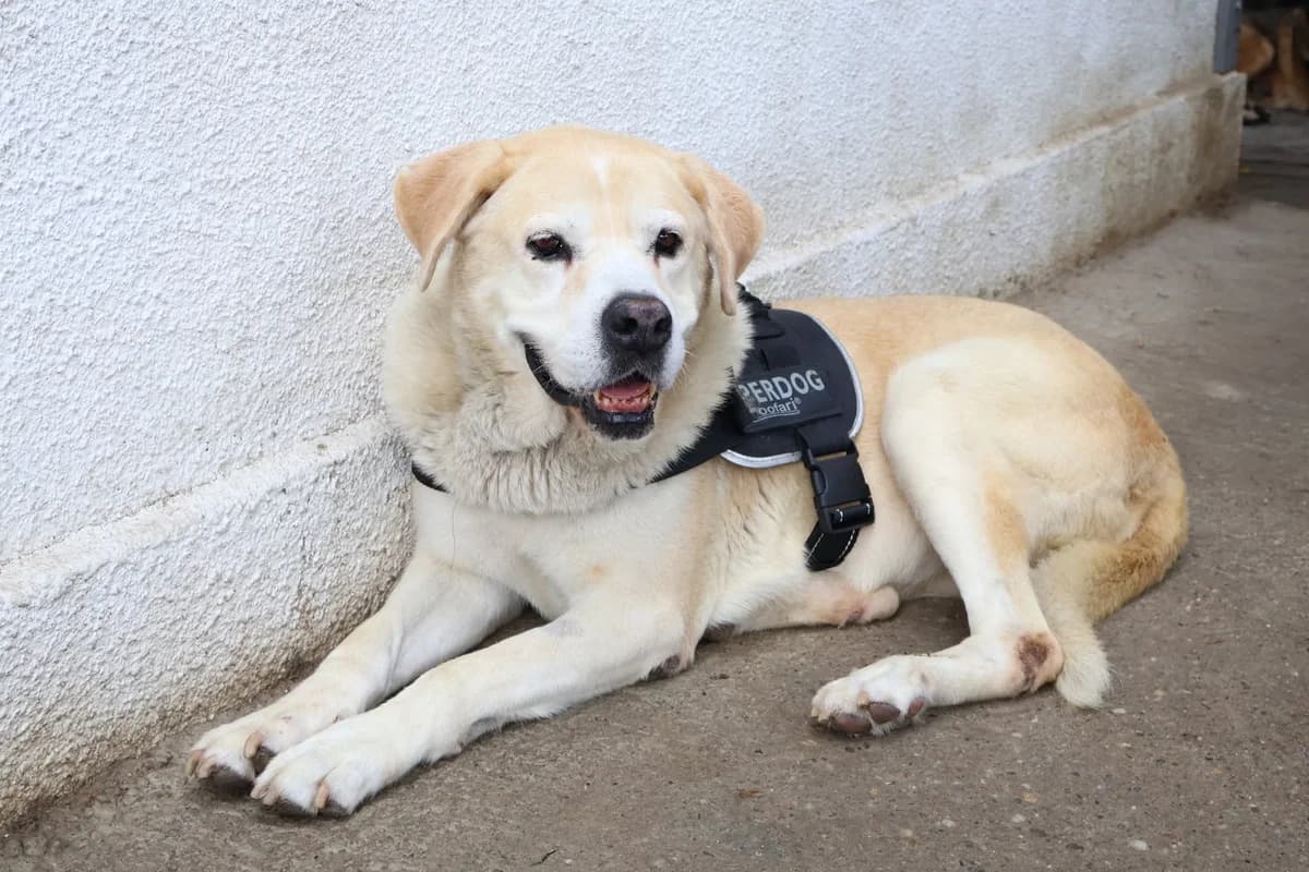 Elisabeth, female 5yo Mixed Breed for adoption at Ein Herz für Streuner e.V., München