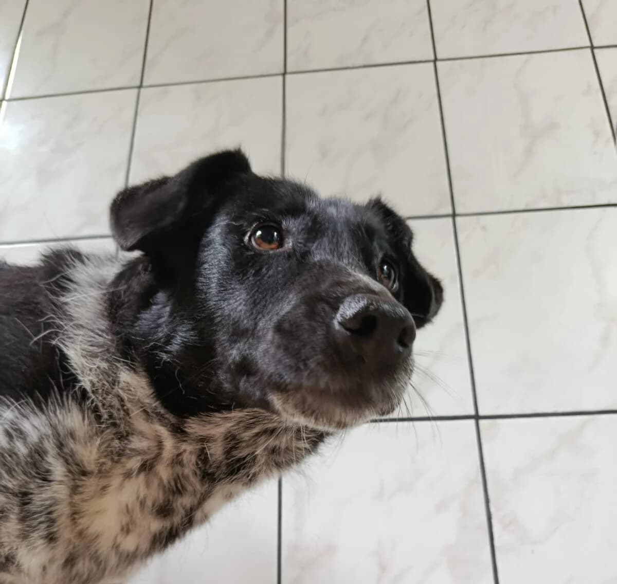 Elise, female 4yo Mixed Breed for adoption at Ein Herz für Streuner e.V., München