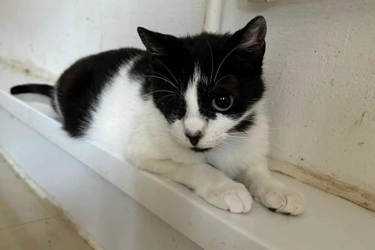 Elise, Mixed Breed for adoption at Ein Herz für Streuner e.V., München